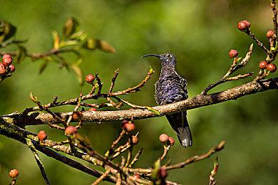 《命运石之门》官方宣布新游戏计划启动 详情陆续公开